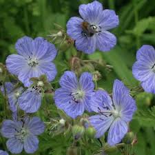 Attēlu rezultāti vaicājumam “Geranium bohemicum”