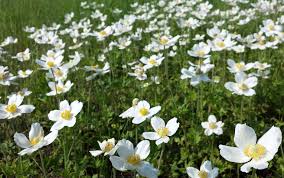 Attēlu rezultāti vaicājumam “Anemone sylvestris”