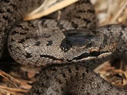 Attēlu rezultāti vaicājumam “Coronella austriaca adult”