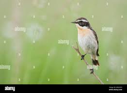 Attēlu rezultāti vaicājumam “Saxicola rubetra adult”