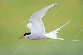 Attēlu rezultāti vaicājumam “Sterna”