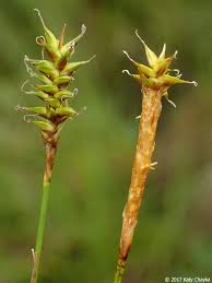 Attēlu rezultāti vaicājumam “Carex hirta female flower”