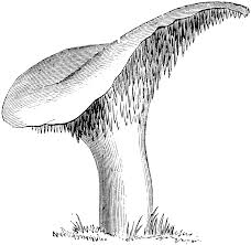 Attēlu rezultāti vaicājumam “Hydnum repandum”