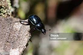 Attēlu rezultāti vaicājumam “Korynetes caeruleus”