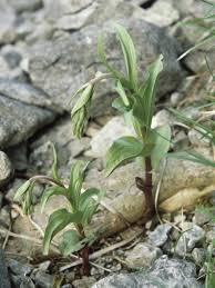 Attēlu rezultāti vaicājumam “Epipactis atrorubens bud”