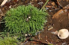 Attēlu rezultāti vaicājumam “Hygroamblystegium varium”