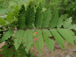 Attēlu rezultāti vaicājumam “Gymnosporangium cornutum”