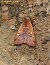 Attēlu rezultāti vaicājumam “Noctuidae”