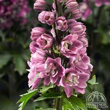 Attēlu rezultāti vaicājumam “Delphinium elatum  flower”