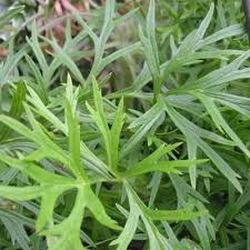 Attēlu rezultāti vaicājumam “Pulsatilla patens leaf”