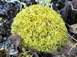 Attēlu rezultāti vaicājumam “Vulpicida pinastri”