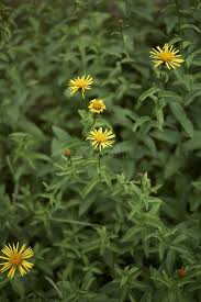 Attēlu rezultāti vaicājumam “Inula salicina flower”