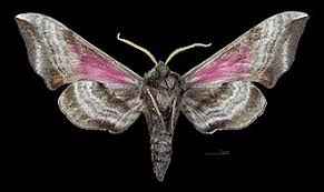 Attēlu rezultāti vaicājumam “Smerinthus ocellata”