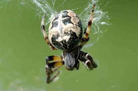 Attēlu rezultāti vaicājumam “Larinioides cornutus male”