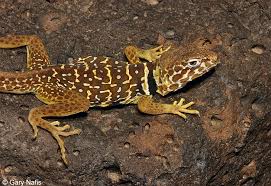 Attēlu rezultāti vaicājumam “Leiocolea collaris”