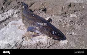 Attēlu rezultāti vaicājumam “Lota lota”