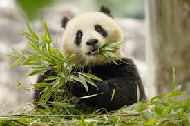 Image result for pandas