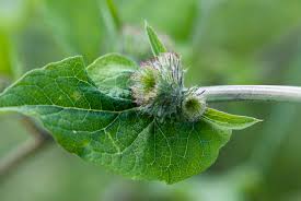 Attēlu rezultāti vaicājumam “Arctium nemorosum”