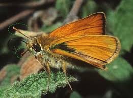 Attēlu rezultāti vaicājumam “Thymelicus sylvestris female”