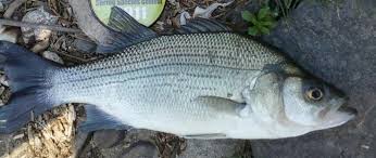 Image result for Morone chrysops