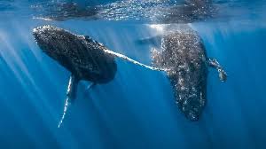 Image result for Balaenoptera omurai