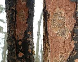 Attēlu rezultāti vaicājumam “Ceriporia purpurea”