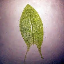 Attēlu rezultāti vaicājumam “Bryum weigelii”