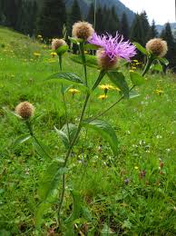 Attēlu rezultāti vaicājumam “Centaurea phrygia bud”