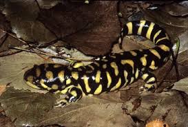 Attēlu rezultāti vaicājumam “Diderma tigrinum stalked”