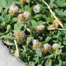 Attēlu rezultāti vaicājumam “Trifolium fragiferum”