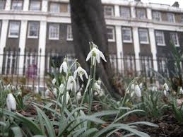 Attēlu rezultāti vaicājumam “Galanthus nivalis flower”
