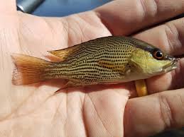 Image result for Lutjanus griseus