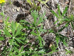 Attēlu rezultāti vaicājumam “Potentilla argentea fruit”