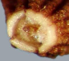 Attēlu rezultāti vaicājumam “Sonchus arvensis subsp. uliginosus fruit”