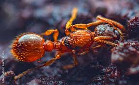 Attēlu rezultāti vaicājumam “Myrmica rubra”