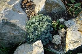 Attēlu rezultāti vaicājumam “Sedum hispanicum fruit”