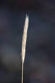 Attēlu rezultāti vaicājumam “Hordelymus europaeus fruit”