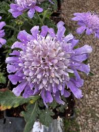 Image result for Scabiosa col.`Butterfly Blue`