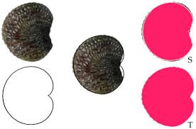 Attēlu rezultāti vaicājumam “Silene wolgensis”