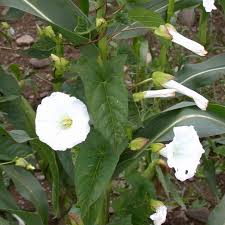 Attēlu rezultāti vaicājumam “Calystegia sepium fruit”