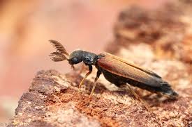 Attēlu rezultāti vaicājumam “Lymexylidae”