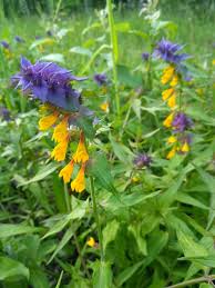 Attēlu rezultāti vaicājumam “Melampyrum nemorosum leaf”