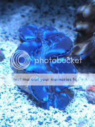 Image result for tridacna