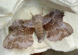 Attēlu rezultāti vaicājumam “Depressaria olerella imago”