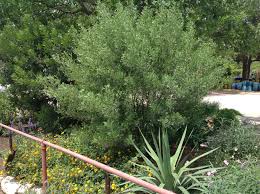 Attēlu rezultāti vaicājumam “Fraxinus”