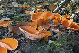 Attēlu rezultāti vaicājumam “Aleuria aurantia”