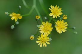 Attēlu rezultāti vaicājumam “Lapsana communis flower”
