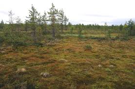 Attēlu rezultāti vaicājumam “Polytrichum strictum”