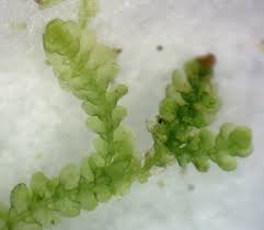 Attēlu rezultāti vaicājumam “Lejeunea cavifolia”