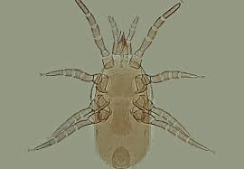 Attēlu rezultāti vaicājumam “Mesostigmata”